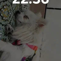 پامر بازیگوش