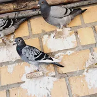 کفتر پلاکی مسافتی ماده