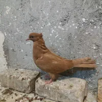 رنگ