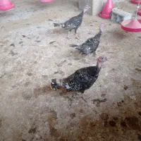 بوقلمون درشت برنزه