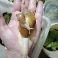 حلزون هاهمه فروشی|خزنده|نیشابور, باغ نو|دیوار