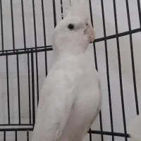 البینو ماده