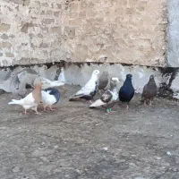 10عددکبوتررنگی