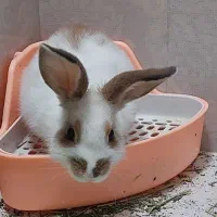 خرگوش|موش و خرگوش|قم, ناصردیوان|دیوار