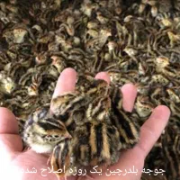 انواع جوجه طیور|حیوانات مزرعه|اصفهان, دنارت|دیوار