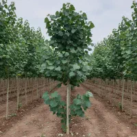 نهال صنوبر با ریشه سالم و گارانتی رشد تضمینی