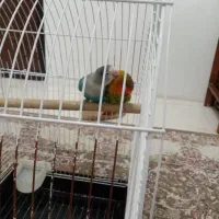 طوطی برزیلی یک جفت|پرنده|کرج, فاز ۳ مهرشهر|دیوار
