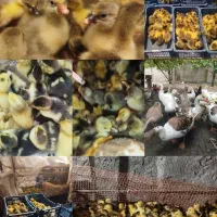 فروش جوجه غاز و اردک خارجی|حیوانات مزرعه|قائم‌شهر, |دیوار