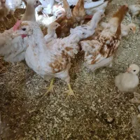 جوجه لوهمن اصیل ۱ روزه|حیوانات مزرعه|کرج, خرمدشت|دیوار