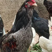 خروس گلین (ریشو)