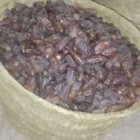 مجول|خوردنی و آشامیدنی|اهواز, شهرک توسعه نیشکر|دیوار