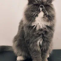 گربه پرشین اصیل ایرانی توسی|گربه|اهواز, پادادشهر|دیوار