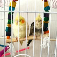 پرنده لوتینو عروس