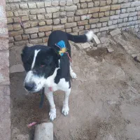 سگ ...|سگ|شیروان (خراسان), |دیوار