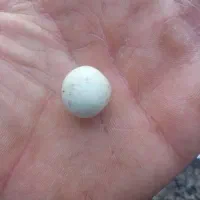 سگ الماس اسیاب