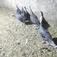 بوقلمون (فروشی ـ معاوضه)