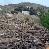 خرید چوب و هرس تخصصی درختان|خدمات باغبانی و درختکاری|قم, قلعه صدری|دیوار