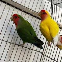 طوطی برزیلی  رام نر|پرنده|اردبیل, |دیوار