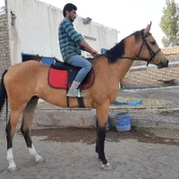 مادیون یک سر خارجی پرشی|اسب و تجهیزات اسب‌سواری|تهران, آبشار|دیوار