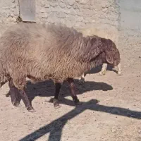 نر هترو سالم