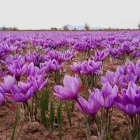 از یک هکتار ، 20 کیلو زعفران برداشت کن