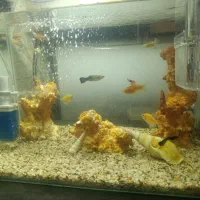 آکواریوم شرکتی