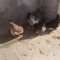 ۴ عدد مرغ|حیوانات مزرعه|سیلاخور, |دیوار