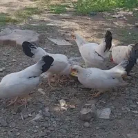 مرغ خروس مینیاتوری|حیوانات مزرعه|رشت, خرسندی|دیوار