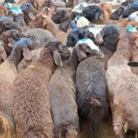 گوسفند اذربایجان بره نر درجه یک پرواری|حیوانات مزرعه|قم, باسکول|دیوار