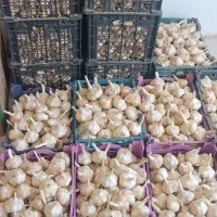 سیر سفید همدان