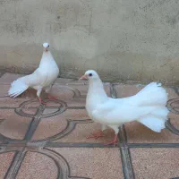 جوجه کبوتر دم چتری