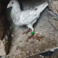 سار کرم