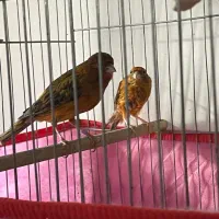 جفت سوخته سرخ