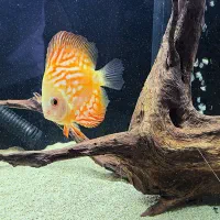 ۴ عدد ماهی دیسکس گرید AA|ماهی|اصفهان, باغ دریاچه|دیوار