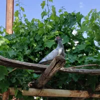 کبوتر|پرنده|نیشابور, جمهوری|دیوار