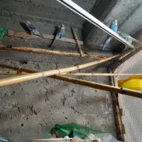 فروش مرغ عشق یا مغاوزه