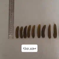 خیار شور نول و ممتاز مزنیک|عمده‌فروشی|تهران, میدان میوه و تره‌بار مرکزی|دیوار