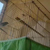 قفس پرنده|لوازم جانبی حیوانات|ایلام, |دیوار