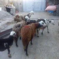 میش و بره|حیوانات مزرعه|فیروزآباد (لرستان), |دیوار