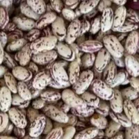 لوبیا ازبک