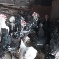 تخم نطفه دار گلین