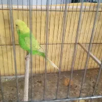 مرغ عشق|پرنده|ایذه, |دیوار