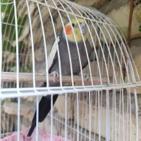 عروس هلندی نر