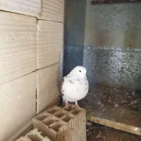 چند عدد کفتر|پرنده|مه ولات, |دیوار