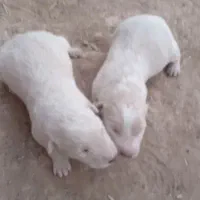 واگذاری یک جفت توله نر از ماده کژال معروف نصل دار|سگ|کرمانشاه, |دیوار