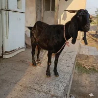 بزپاکستانی|حیوانات مزرعه|سنگدوین, |دیوار