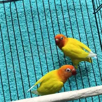 طوطی برزیلی مولد در رنگ های خاص|پرنده|قائمشهر, |دیوار