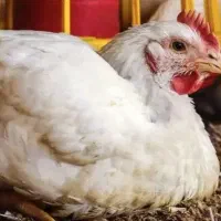 فروش مرغ گوشتی