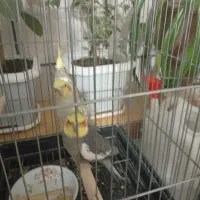 عروس هلندی|پرنده|زاینده رود, |دیوار