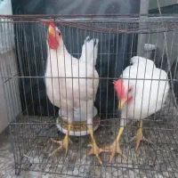 خروس و مرغ
